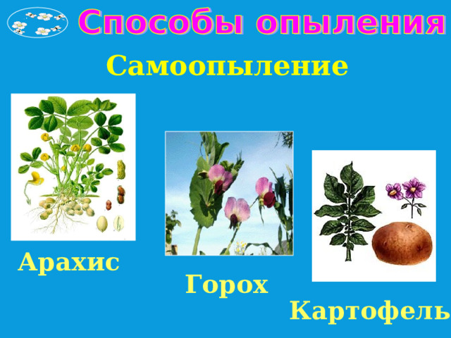 Самоопыление Арахис Горох Картофель 