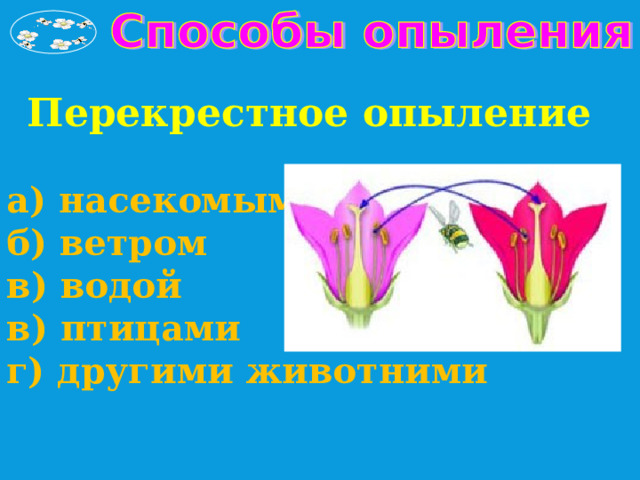 Перекрестное опыление  а) насекомыми б) ветром в) водой в) птицами г) другими животними 