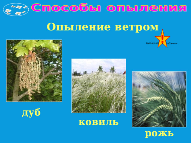 Опыление ветром ! дуб ковиль рожь 