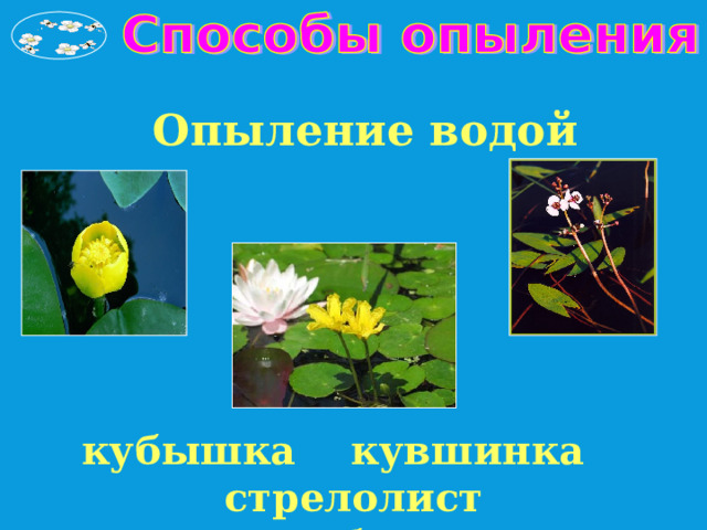 Опыление водой кубышка кувшинка стрелолист желтая белая . 