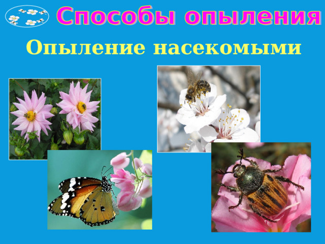 Опыление насекомыми 