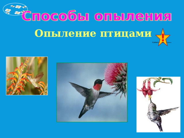 Опыление птицами ! 
