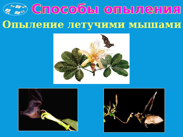 Опыление летучими мышами 
