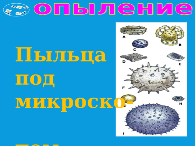 Пыльца под микроско-  пом 