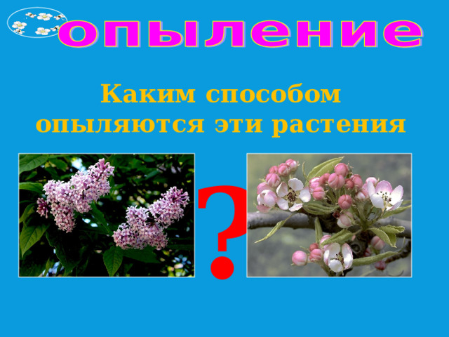 Каким способом опыляются эти растения     ? 