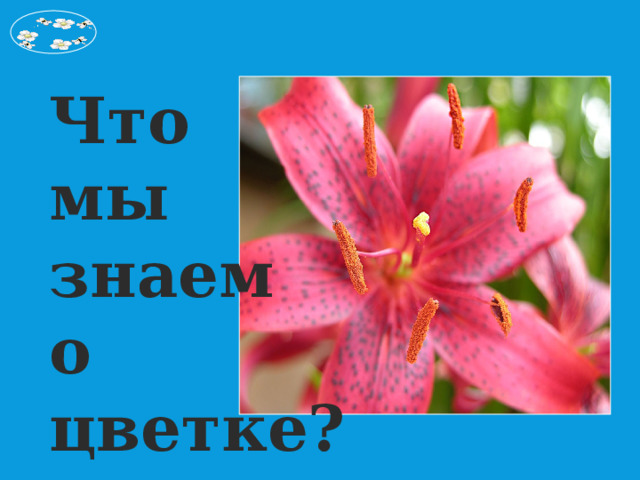 Что мы знаем о цветке? 