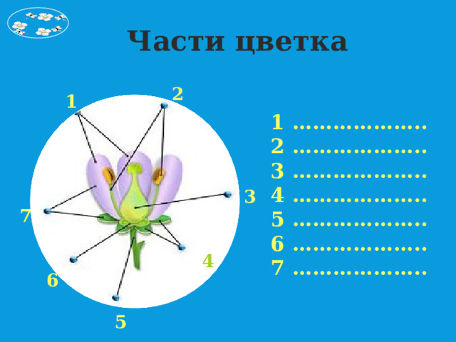 Части цветка 2 1 1 ……………….. 2 ……………….. 3 ……………….. 4 ……………….. 5 ……………….. 6 ……………….. 7 ……………….. 3 7 4 6 5 