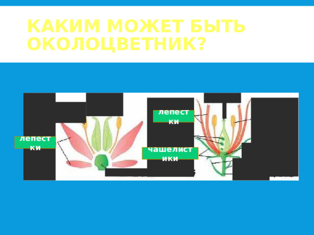 КАКИМ МОЖЕТ БЫТЬ ОКОЛОЦВЕТНИК? лепестки лепестки чашелистики 