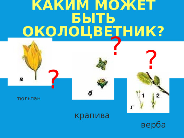 КАКИМ МОЖЕТ БЫТЬ ОКОЛОЦВЕТНИК? ? ? ? тюльпан крапива верба 