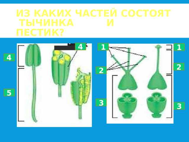 ИЗ КАКИХ ЧАСТЕЙ СОСТОЯТ  ТЫЧИНКА И ПЕСТИК? 4 1 1 4 2 2 5 3 3 