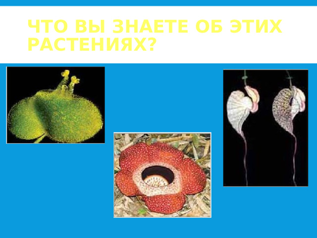 ЧТО ВЫ ЗНАЕТЕ ОБ ЭТИХ РАСТЕНИЯХ?  