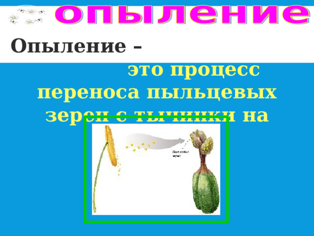 Опыление – это процесс переноса пыльцевых зерен с тычинки на пестик 