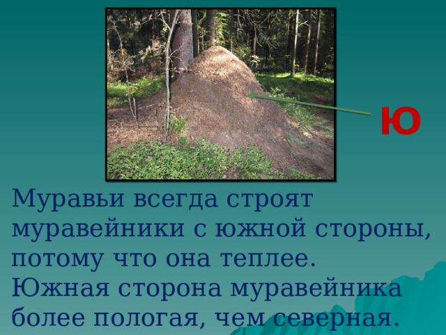 Ю Муравьи всегда строят муравейники с южной стороны, потому что она теплее. Южная сторона муравейника более пологая, чем северная.  