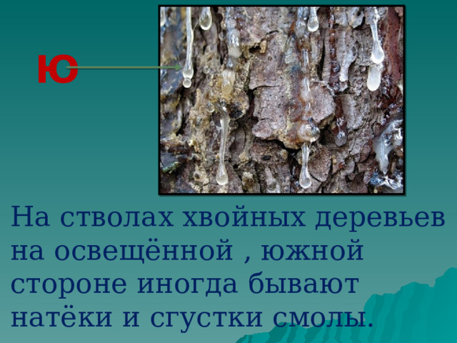 Ю На стволах хвойных деревьев на освещённой , южной стороне иногда бывают натёки и сгустки смолы.  