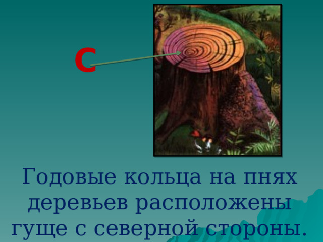 С Годовые кольца на пнях деревьев расположены гуще с северной стороны.  