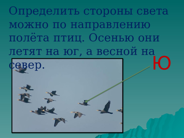 Определить стороны света можно по направлению полёта птиц. Осенью они летят на юг, а весной на север. Ю 