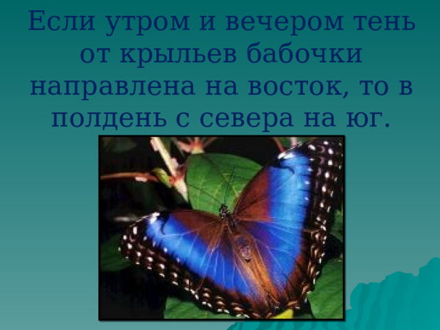 Если утром и вечером тень от крыльев бабочки направлена на восток, то в полдень с севера на юг. 