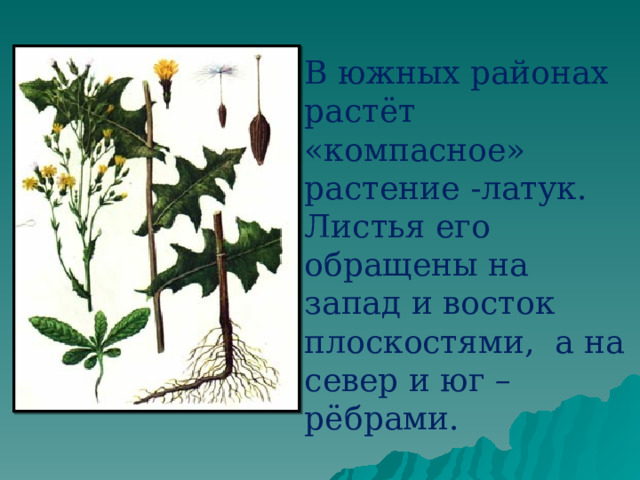 В южных районах растёт «компасное» растение -латук. Листья его обращены на запад и восток плоскостями, а на север и юг – рёбрами. 