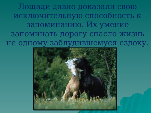 Лошади давно доказали свою исключительную способность к запоминанию. Их умение запоминать дорогу спасло жизнь не одному заблудившемуся ездоку. 