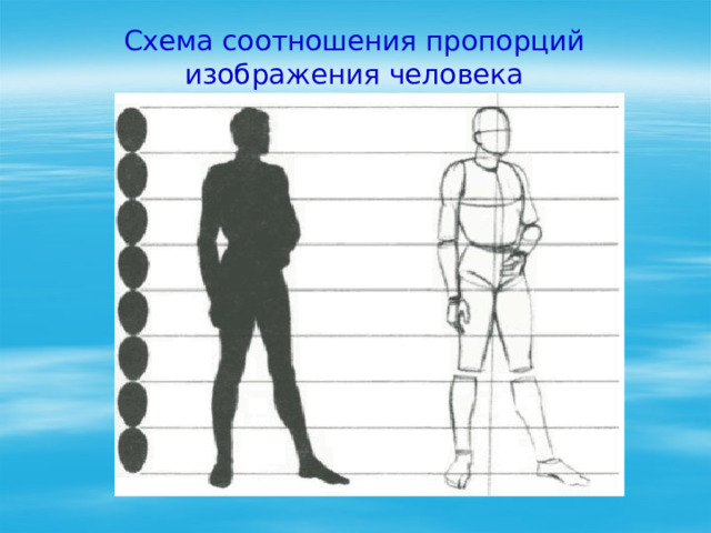 Схема соотношения пропорций изображения человека 