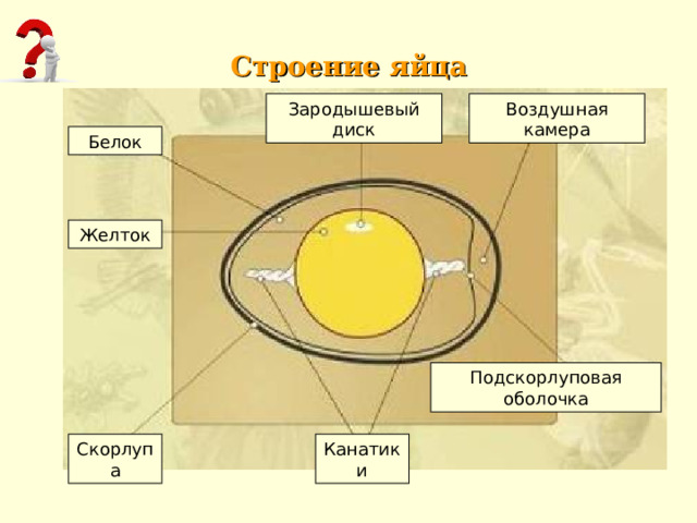 Строение яйца Зародышевый диск Воздушная камера Белок Желток Подскорлуповая оболочка Скорлупа Канатики 