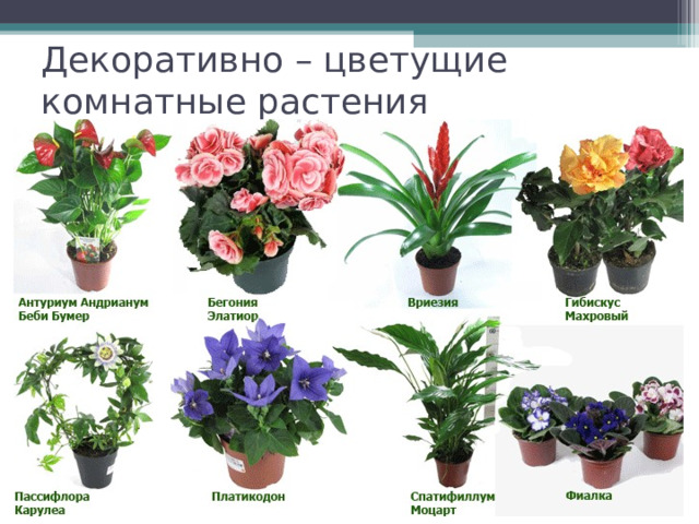 Декоративно – цветущие комнатные растения 
