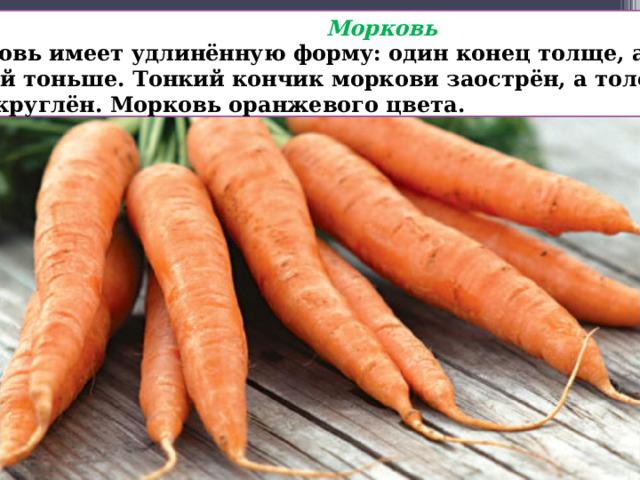  Морковь Морковь имеет удлинённую форму: один конец толще, а другой тоньше. Тонкий кончик моркови заострён, а толстый — закруглён. Морковь оранжевого цвета. 