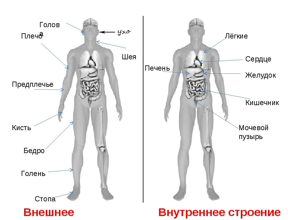Органы человека расположение в картинках 4 класс