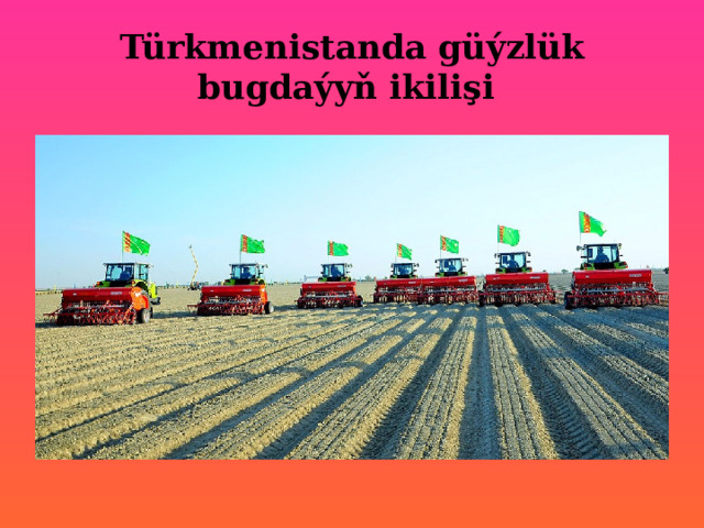 Türkmenistanda güýzlük bugdaýyň ikilişi 