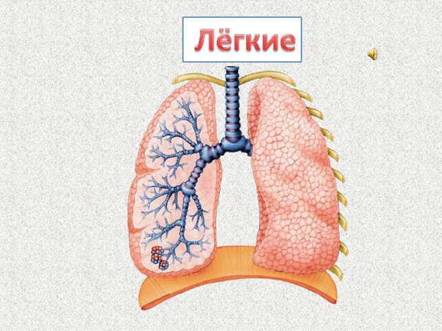 Человеку нужно всё время вдыхать и выдыхать воздух. Дыхание происходит при помощи лёгких. У каждого из нас два лёгких – правое и левое. Лёгкие похожи на две губки. При выдохе они выпускают из себя воздух и уменьшаются в размере, когда делаем вдох лёгкие наполняются воздухом и расширяются. - В какой части тела расположены лёгкие? (в груди)  