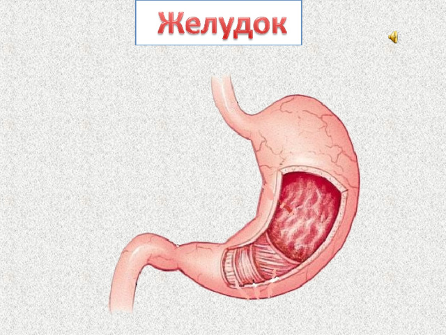 Следующий орган – желудок. Это главное отделение “внутренней кухни”. Он находится в верхней части живота, под рёбрами с левой стороны. Желудок похож на мышечный мешок,который растет по мере поступления пищи. Стенки желудка содержат железы, которые выделяют желудочный сок – сложный комплекс веществ,расщепляющих компоненты пищи.  