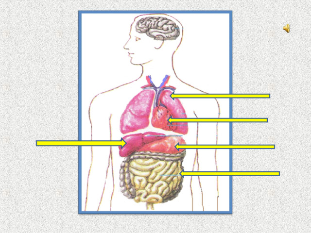 Итак, мы поговорили о внутреннем строении тела человека. Перечислите внутренние органы, которые мы разбирали на уроке.  