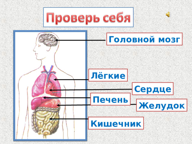 Головной мозг Лёгкие Сердце Печень Желудок Кишечник 