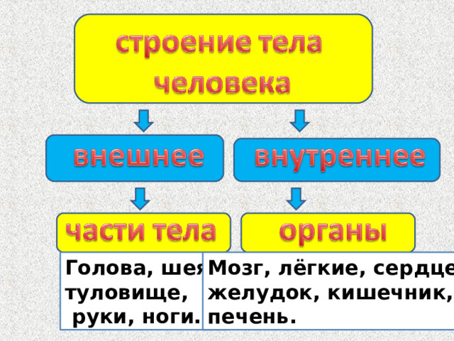 Голова, шея, туловище,  руки, ноги… Мозг, лёгкие, сердце, желудок, кишечник, печень. 