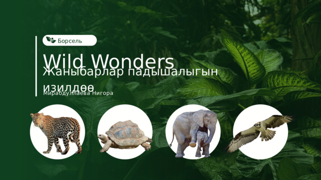 Борсель зоопаркы Wild Wonders Жаныбарлар падышалыгын изилдөө Мирабдуллаева Нигора 