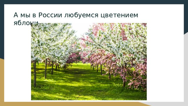 А мы в России любуемся цветением яблони. 
