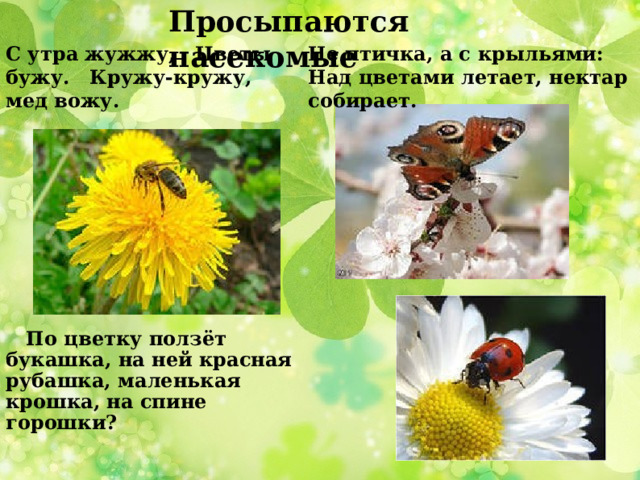Просыпаются насекомые Не птичка, а с крыльями: Над цветами летает, нектар собирает. С утра жужжу, Цветы бужу. Кружу-кружу, мед вожу.  По цветку ползёт букашка, на ней красная рубашка, маленькая крошка, на спине горошки?  