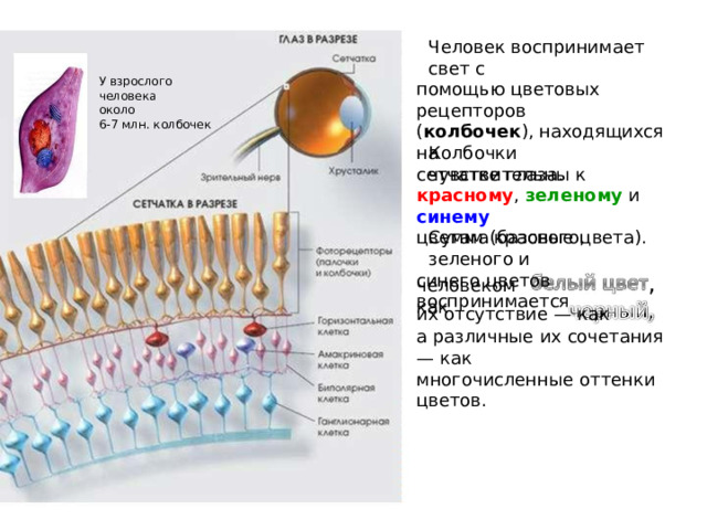 Человек воспринимает  свет  с помощью  цветовых  рецепторов ( колбочек ), находящихся на сетчатке  глаза. У взрослого человека около 6-7  млн. колбочек Колбочки  чувствительны  к красному ,  зеленому  и  синему цветам (базовые  цвета). Сумма красного,  зеленого и синего  цветов  воспринимается , человеком как их  отсутствие  — как а различные  их сочетания  — как многочисленные  оттенки  цветов. 