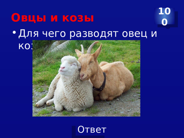 Овцы и козы 100 Для чего разводят овец и коз? 