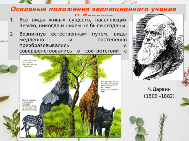 Основные положения эволюционного учения Ч.Дарвина Все виды живых существ, населяющих Землю, никогда и никем не были созданы. Возникнув естественным путем, виды медленно и постепенно преобразовывались и совершенствовались в соответствии с окружающими условиями. Ч.Дарвин (1809 -1882) 