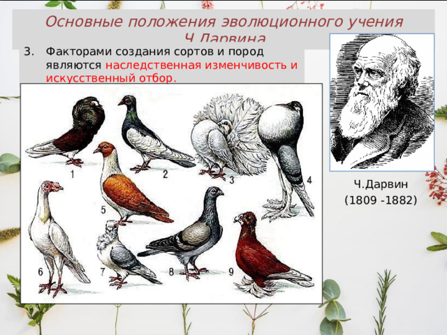 Основные положения эволюционного учения Ч.Дарвина Факторами создания сортов и пород являются наследственная изменчивость и искусственный отбор. Ч.Дарвин (1809 -1882) 