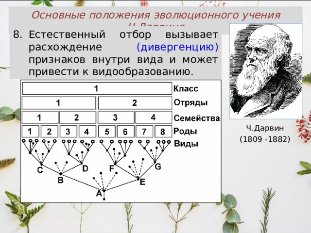 Основные положения эволюционного учения Ч.Дарвина Естественный отбор вызывает расхождение (дивергенцию) признаков внутри вида и может привести к видообразованию. Ч.Дарвин (1809 -1882) 