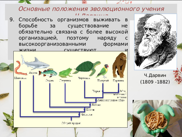 Основные положения эволюционного учения Ч.Дарвина Способность организмов выживать в борьбе за существование не обязательно связана с более высокой организацией, поэтому наряду с высокоорганизованными формами жизни существуют и низкоорганизованные. Ч.Дарвин (1809 -1882) 