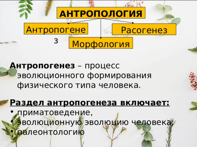 АНТРОПОЛОГИЯ Антропогенез Расогенез Морфология  Антропогенез – процесс эволюционного формирования физического типа человека. Раздел антропогенеза включает: приматоведение, эволюционную эволюцию человека; палеонтологию  