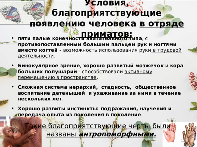 Условия, благоприятствующие появлению человека в отряде приматов : пяти палые конечности хватательного типа , с противопоставленным большим пальцем рук и ногтями вместо когтей - возможность использования руки в трудовой деятельности . Бинокулярное зрение , хорошо развитый мозжечок и кора больших полушарий - способствовали активному перемещению в пространстве . Сложная система иерархий, стадность, общественное воспитание детенышей и ухаживание за ними в течение нескольких лет .  Хорошо развиты инстинкты: подражания, научения и передача опыта из поколения в поколение . Такие благоприятствующие черты были названы антропоморфными.   