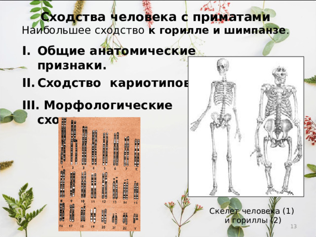 Сходства человека с приматами  Наибольшее сходство к горилле и шимпанзе . Общие анатомические признаки. Сходство кариотипов.  III . Морфологические сходства.  Скелет человека (1) и гориллы (2)  
