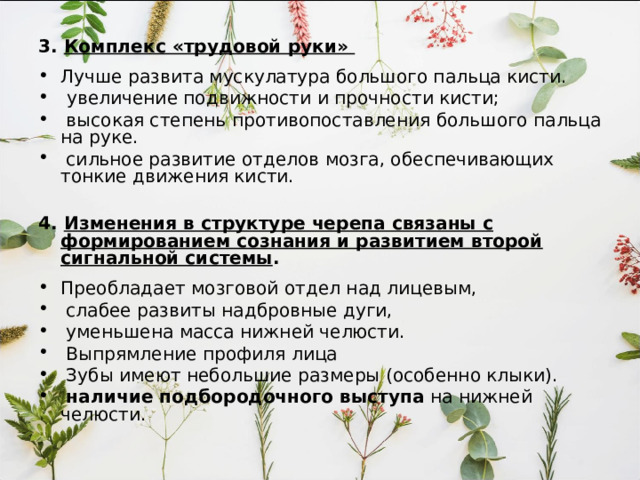 3. Комплекс «трудовой руки»  Лучше развита мускулатура большого пальца кисти.   увеличение подвижности и прочности кисти;   высокая степень противопоставления большого пальца на руке.   сильное развитие отделов мозга, обеспечивающих тонкие движения кисти.  4. Изменения в структуре черепа связаны с формированием сознания и развитием второй сигнальной системы . Преобладает мозговой отдел над лицевым,   слабее развиты надбровные дуги,   уменьшена масса нижней челюсти.   Выпрямление профиля лица   Зубы имеют небольшие размеры (особенно клыки).   наличие подбородочного выступа на нижней челюсти.  