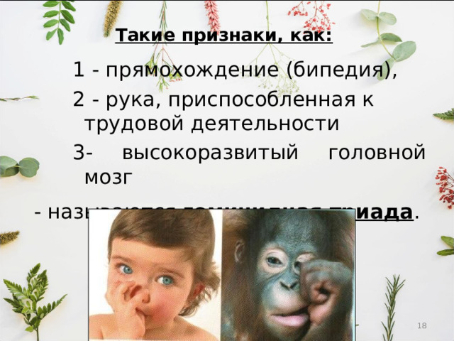 Такие признаки, как:  1 - прямохождение (бипедия), 2 - рука, приспособленная к трудовой деятельности 3- высокоразвитый головной мозг 1 - прямохождение (бипедия), 2 - рука, приспособленная к трудовой деятельности 3- высокоразвитый головной мозг 1 - прямохождение (бипедия), 2 - рука, приспособленная к трудовой деятельности 3- высокоразвитый головной мозг - называются гоминидная триада .  