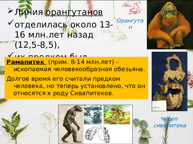 Линия орангутанов  отделилась около 13-16 млн.лет назад (12,5-8,5), их предком был Сивапитек . Орангутан Рамапитек (прим. 8-14 млн.лет) - ископаемая человекообразная обезьяна. Долгое время его считали предком человека, но теперь установлено, что он относятся к роду Сивапитеков. Череп сивапитека 