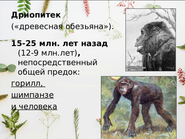 Дриопитек  («древесная обезьяна»).  15-25 млн. лет назад (12-9 млн.лет) , непосредственный  общей предок: горилл, шимпанзе и человека    